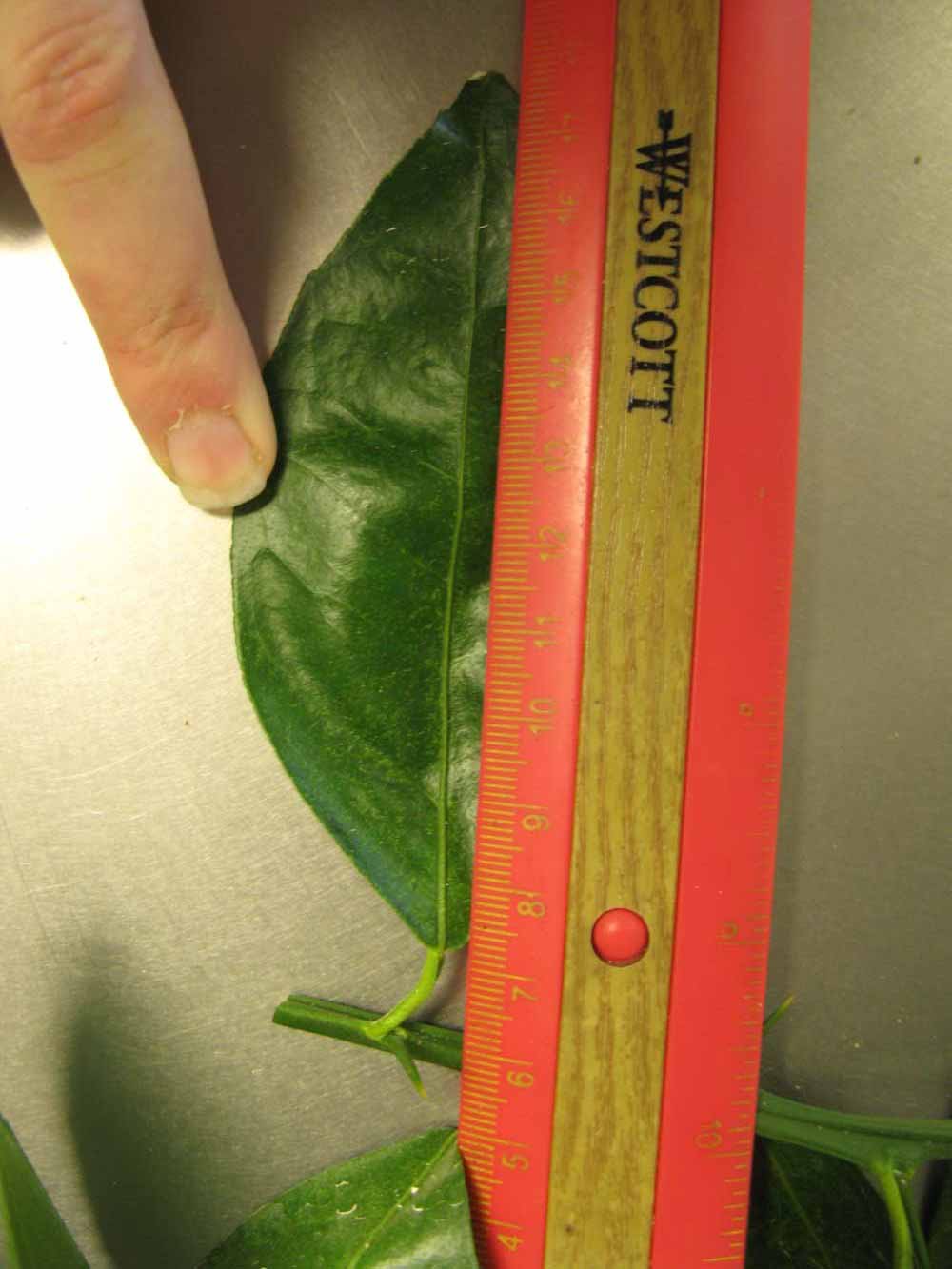              Unifoliolate leaf (Chiefland, FL)       